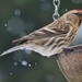 Greenland Redpoll - Photo (c) Kent Miller, some rights reserved (CC BY-ND), uploaded by Kent Miller