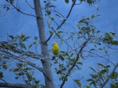 Pheucticus chrysogaster