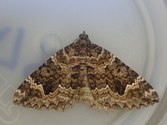 Asaphodes chionogramma