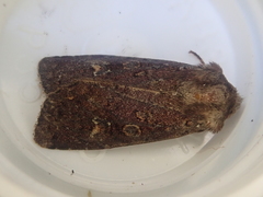 Ichneutica agorastis