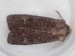 Ichneutica agorastis