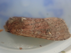 Ichneutica agorastis