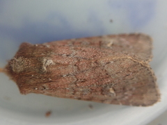 Ichneutica agorastis