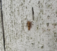 Rhytidodus decimusquartus