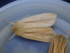 Ichneutica semivittata
