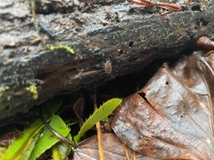 Ligidium blueridgense