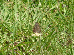 Pampasatyrus gyrtone