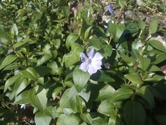 Vinca difformis