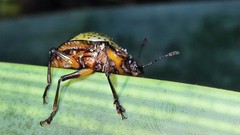 Cypherotylus adrianae