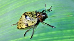 Cypherotylus adrianae