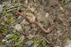 Octodrilus complanatus