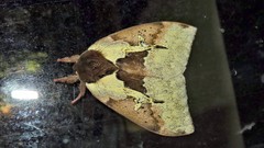 Dirphiopsis multicolor