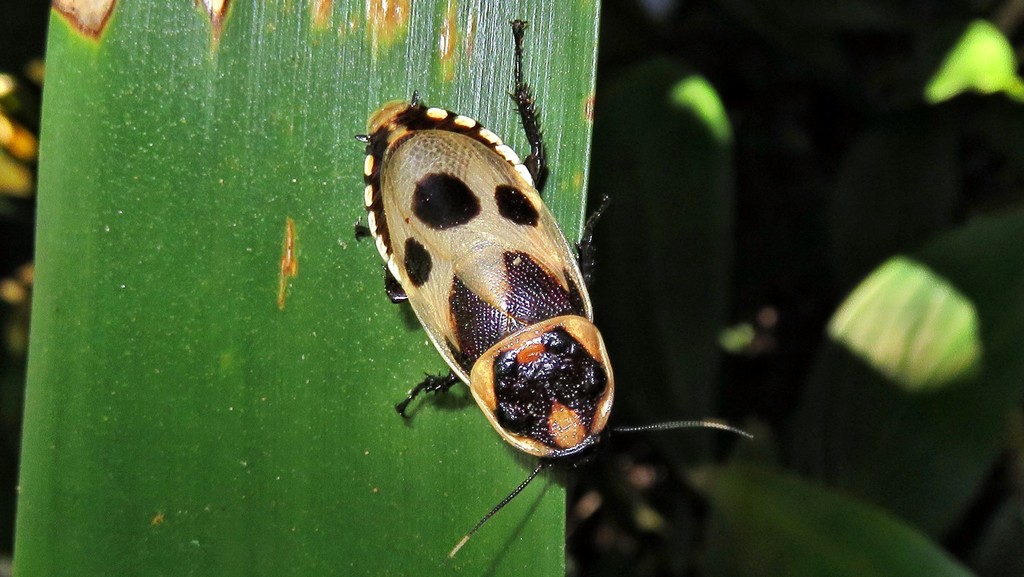 Hormetica sexnotata