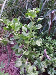 Beta vulgaris cicla