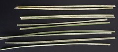 Juncus continuus