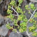 Pilea spathulifolia - Photo (c) Joey Santore, some rights reserved (CC BY-NC), uploaded by Joey Santore