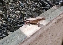 Sceloporus siniferus