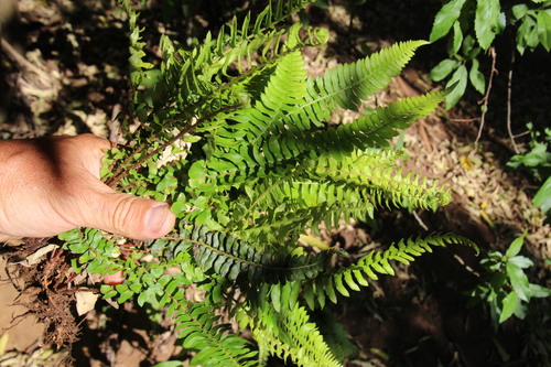 Blechnum australe (Blechnum australe)