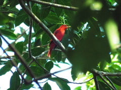 Piranga rubra