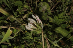 Trifolium clypeatum