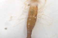 Leander tenuicornis