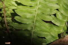 Blechnum australe australe