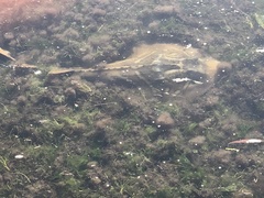 Trygonorrhina dumerilii