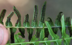 Blechnum australe australe