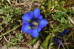 Gentiana occidentalis
