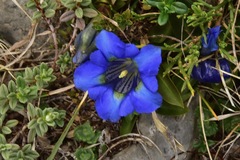 Gentiana occidentalis