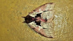 Dirphiopsis multicolor