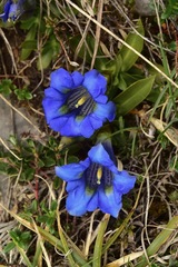 Gentiana occidentalis
