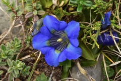 Gentiana occidentalis