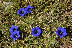 Gentiana occidentalis