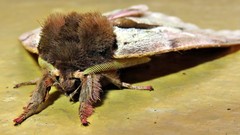 Dirphiopsis multicolor