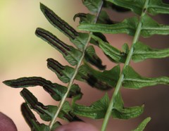 Blechnum australe australe