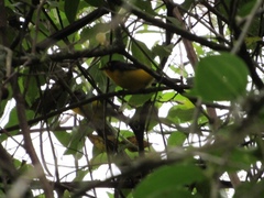 Myioborus melanocephalus