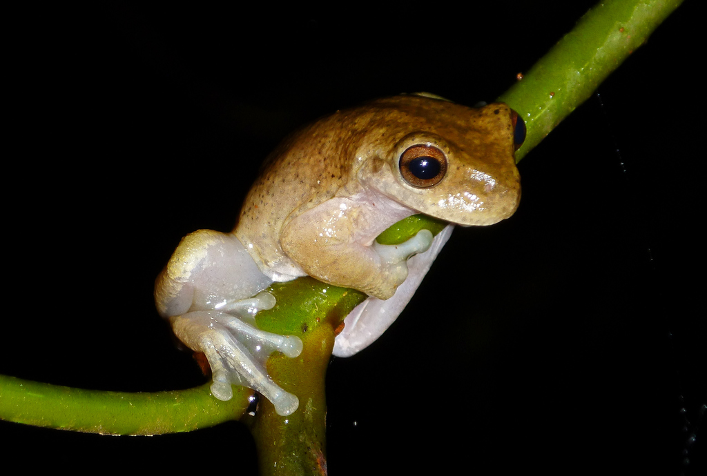 Ceiba Stream Frog