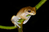 Ceiba Stream Frog - Photo (c) Josiah Townsend, some rights reserved (CC BY-NC-ND), uploaded by Josiah Townsend