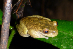 Atlantihyla spinipollex