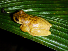 Atlantihyla spinipollex