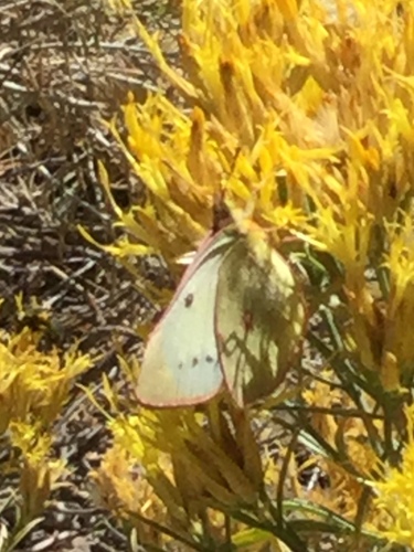 iNaturalist observation photo of Clouded Yellows