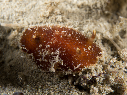 Thordisa azmanii
