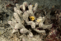 Thordisa azmanii