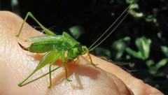Cephalophlugis cephalotes