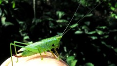 Cephalophlugis cephalotes