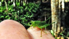 Cephalophlugis cephalotes