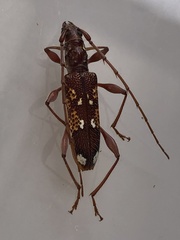 Coptocercus biguttatus