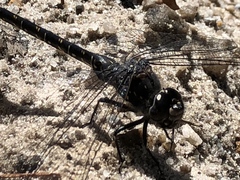 Austroaeschna anacantha