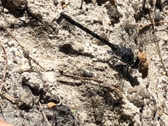 Austroaeschna anacantha